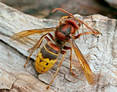 Vespa Crabro