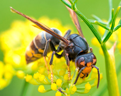 Vespa Velutina Vespa Velutina