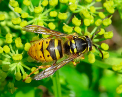 Vespula Vulgaris