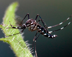 Aedes Albopictus Aedes Albopictus