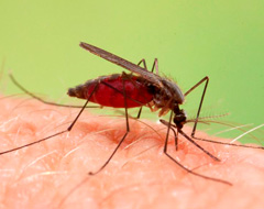 Anopheles Plumbeus Anopheles Plumbeus