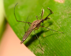 Culex Pipiens Culex Pipiens
