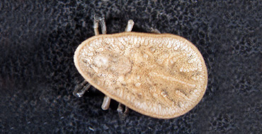 Argas Reflexus Argas Reflexus
