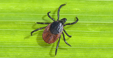 Ixodes Ricinus Ixodes Ricinus